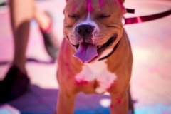 A-colorrun18-74_12_05_2018